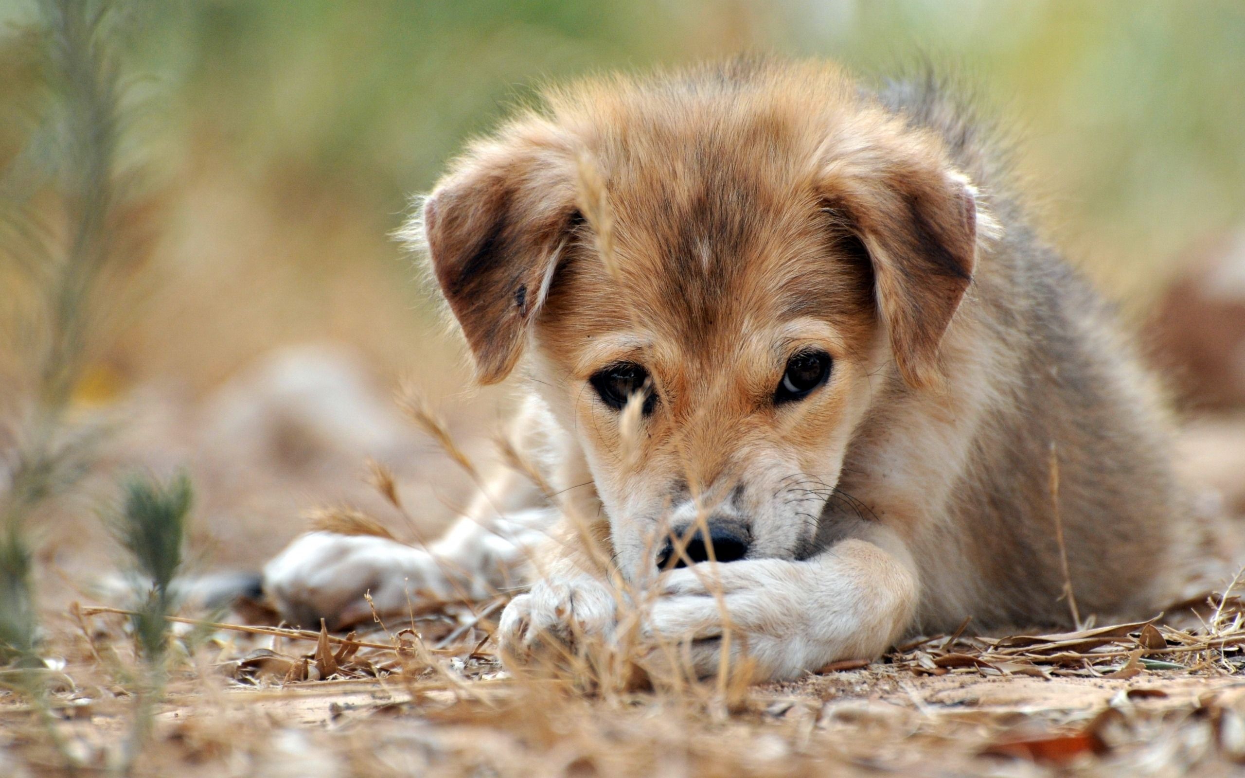 Puppy Eyes Wallpaper
