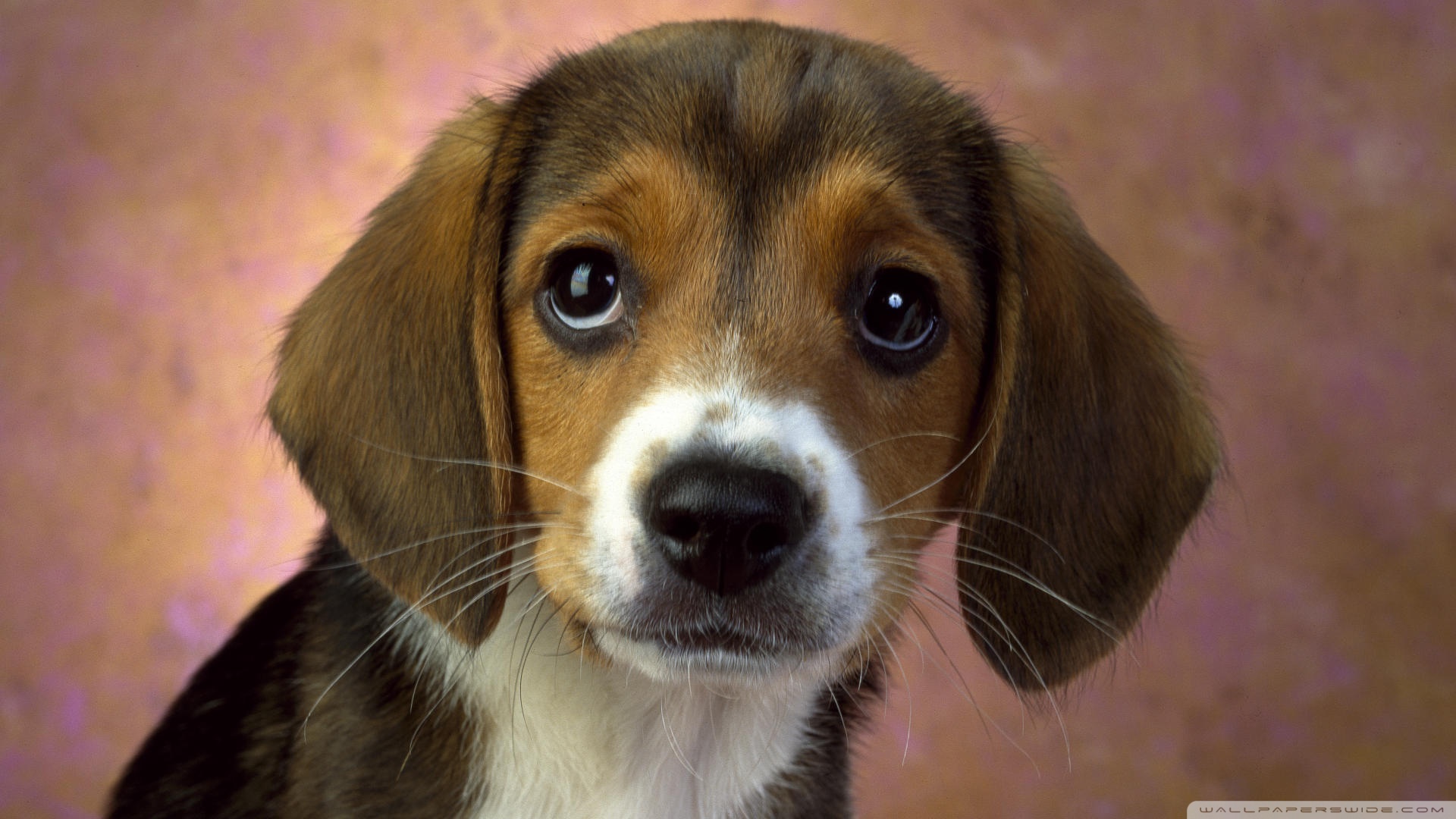 Puppy Eyes Beagle Ultra HD Desktop Background Wallpaper for 4K UHD TV, Widescreen & UltraWide Desktop & Laptop, Tablet