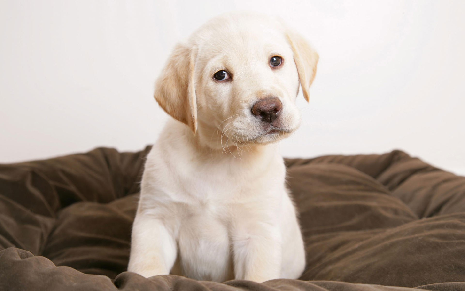 cute, Puppy, Eyes Wallpaper HD / Desktop and Mobile Background