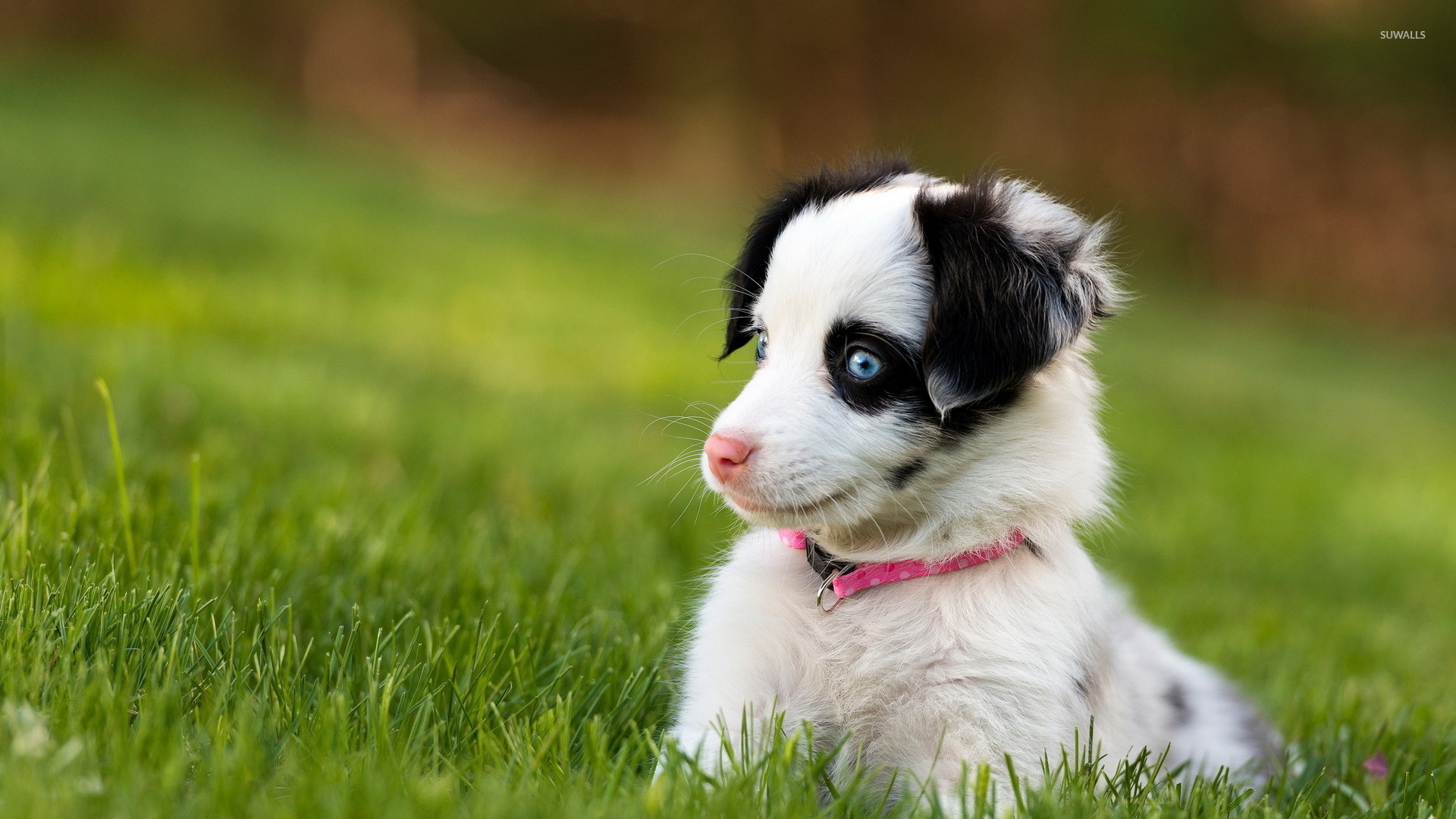 Cute puppy with beautiful blue eyes wallpaper wallpaper