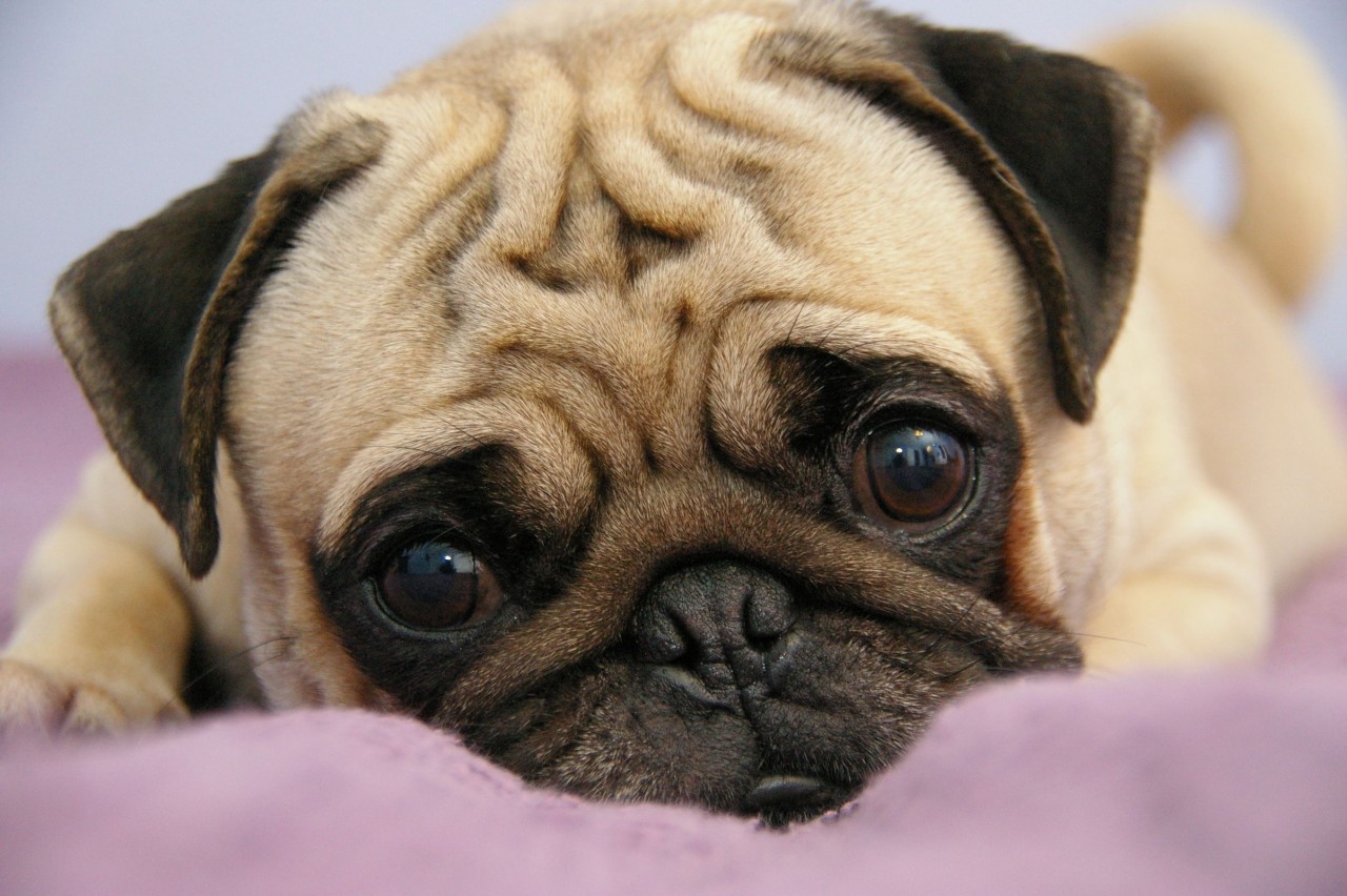 pug puppy snout eyes lie 3D Models. Free