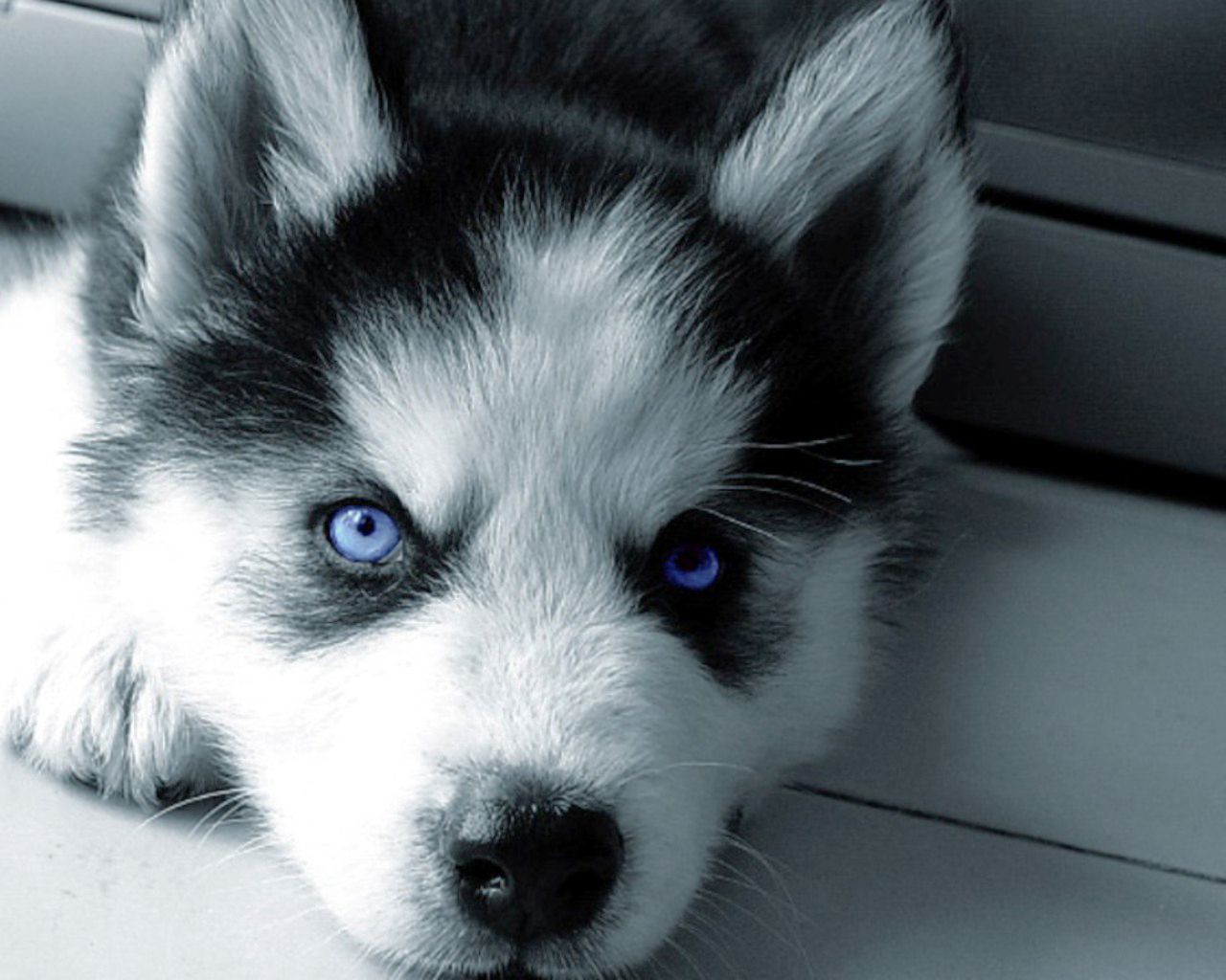 Blue eyed white Syberian Husky puppy Blue Husky Puppies. Husky puppy, Puppies with blue eyes, Cute tiny dogs