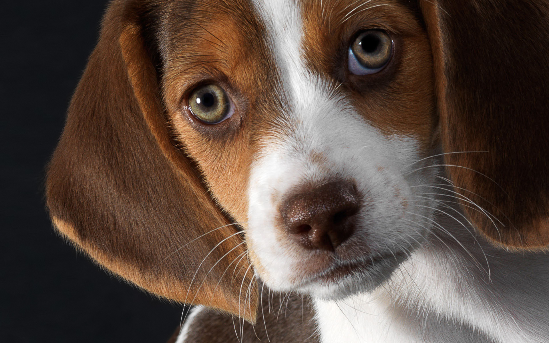 Puppy Eyes Beagle