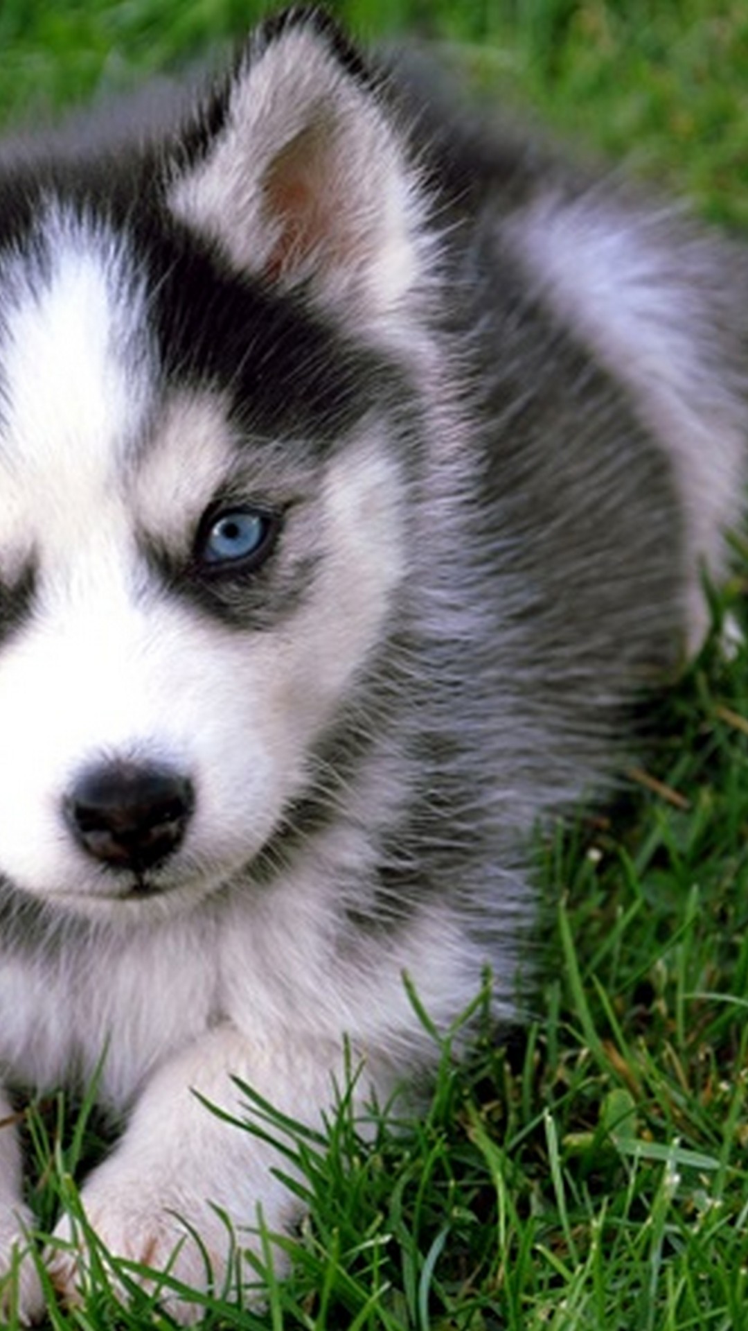 Cute Puppies Wallpaper Android With HD Resolution Dog Blue Eyes Puppy