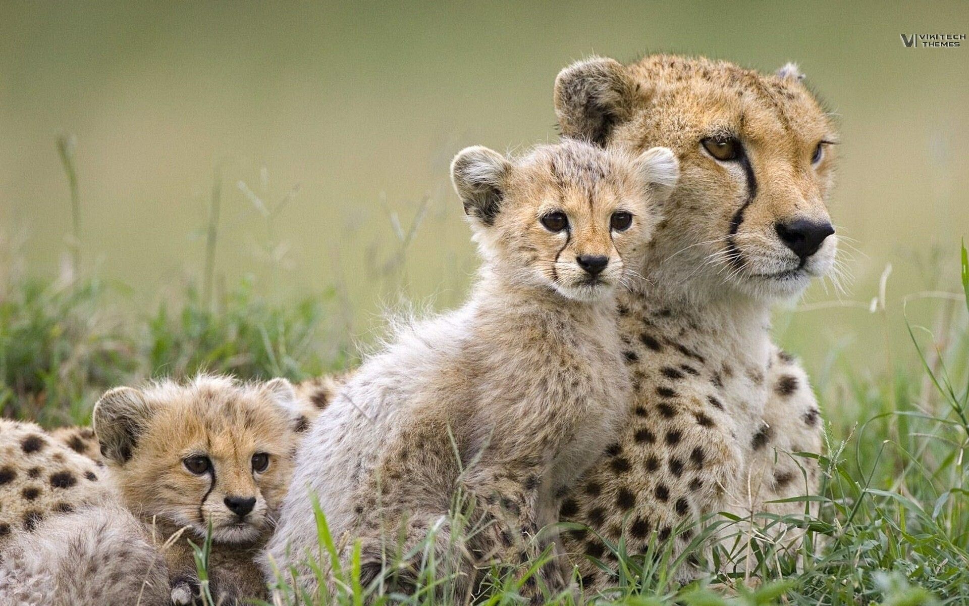 Baby Wild Animals Wallpaper