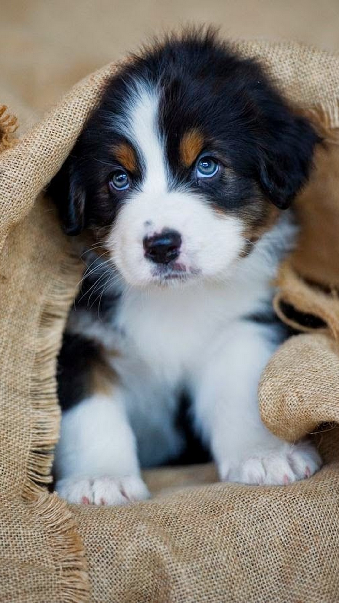 Puppy Wallpaper For Android With HD Resolution Mountain Dog Puppy With Blue Eyes