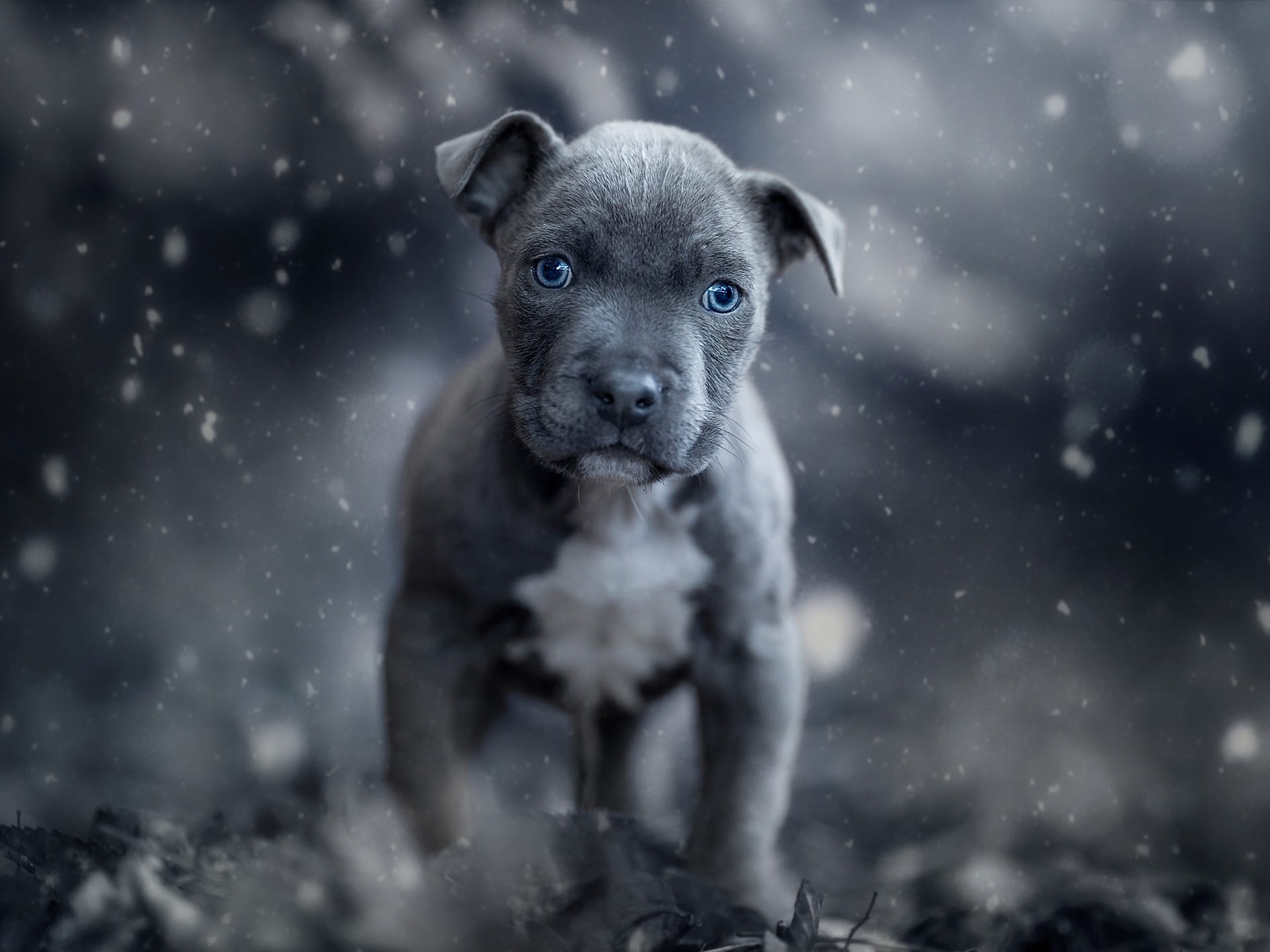 Wallpaper Black puppy, blue eyes, front view 1920x1440 HD Picture, Image
