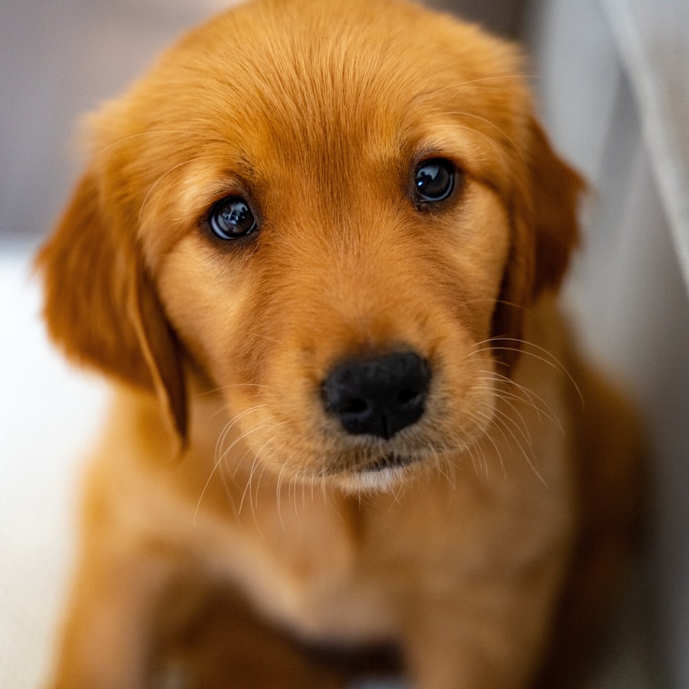 Golden Retriever Puppies Picture. Download Free Image