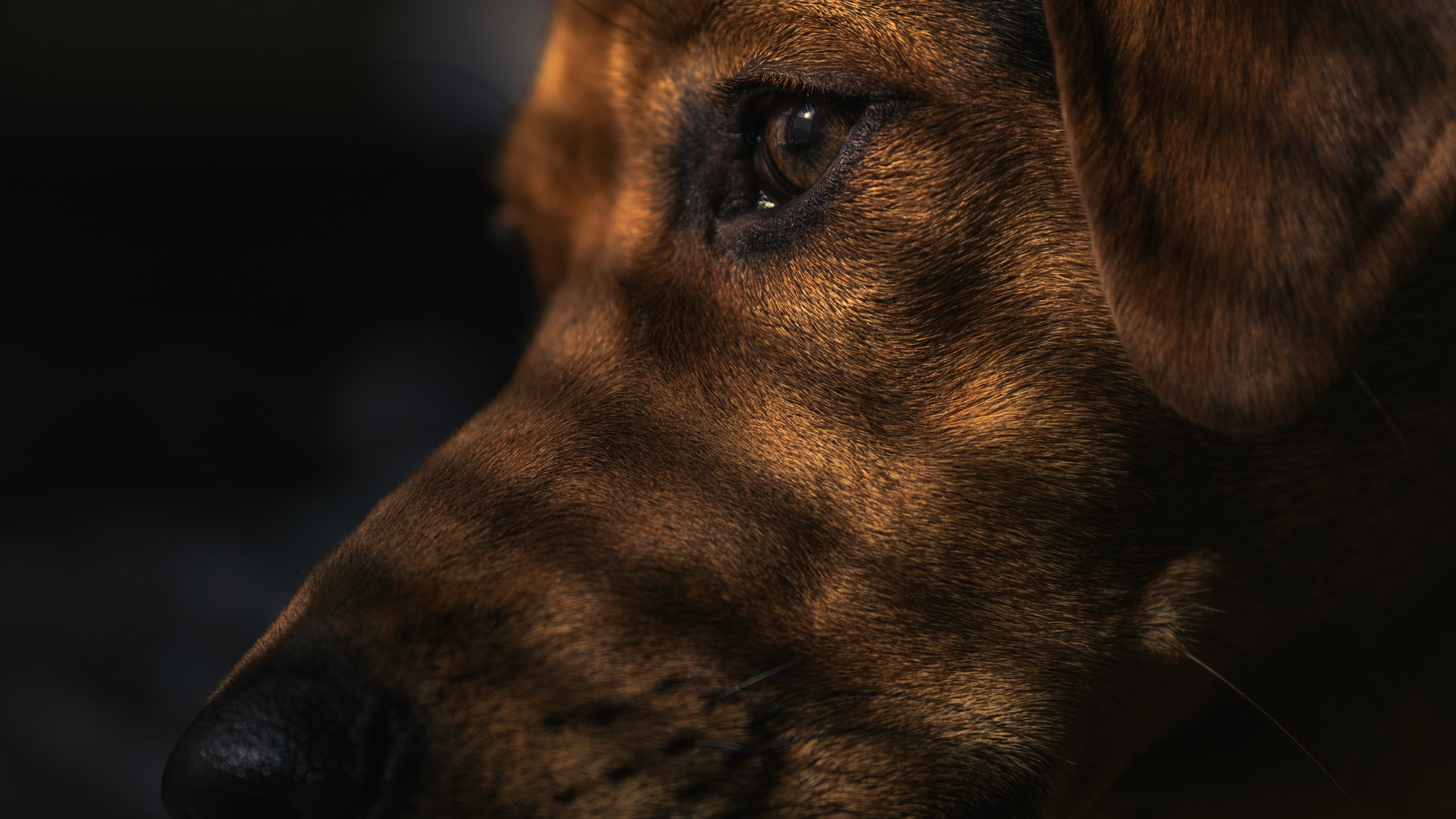 Download 3840x2160 Dog, Profile View, Puppy, Eyes Wallpaper for UHD TV