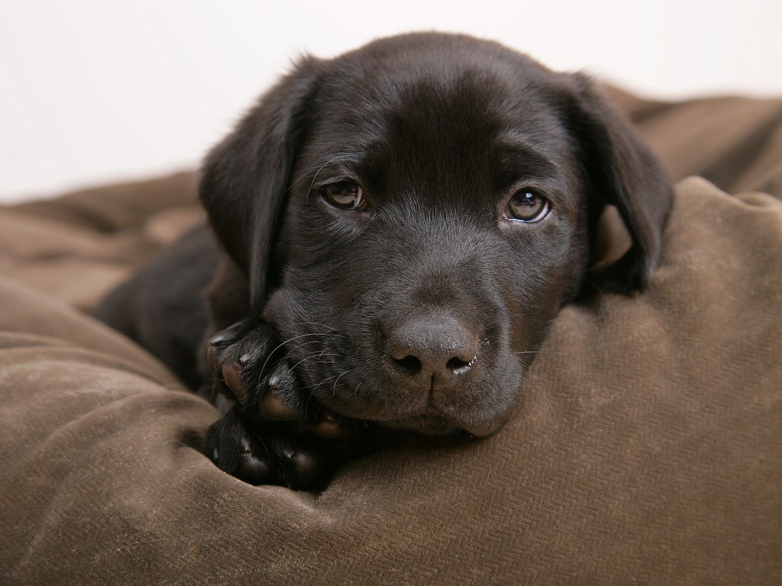 Labrador Puppy Wallpaper Puppy Brown Eyes