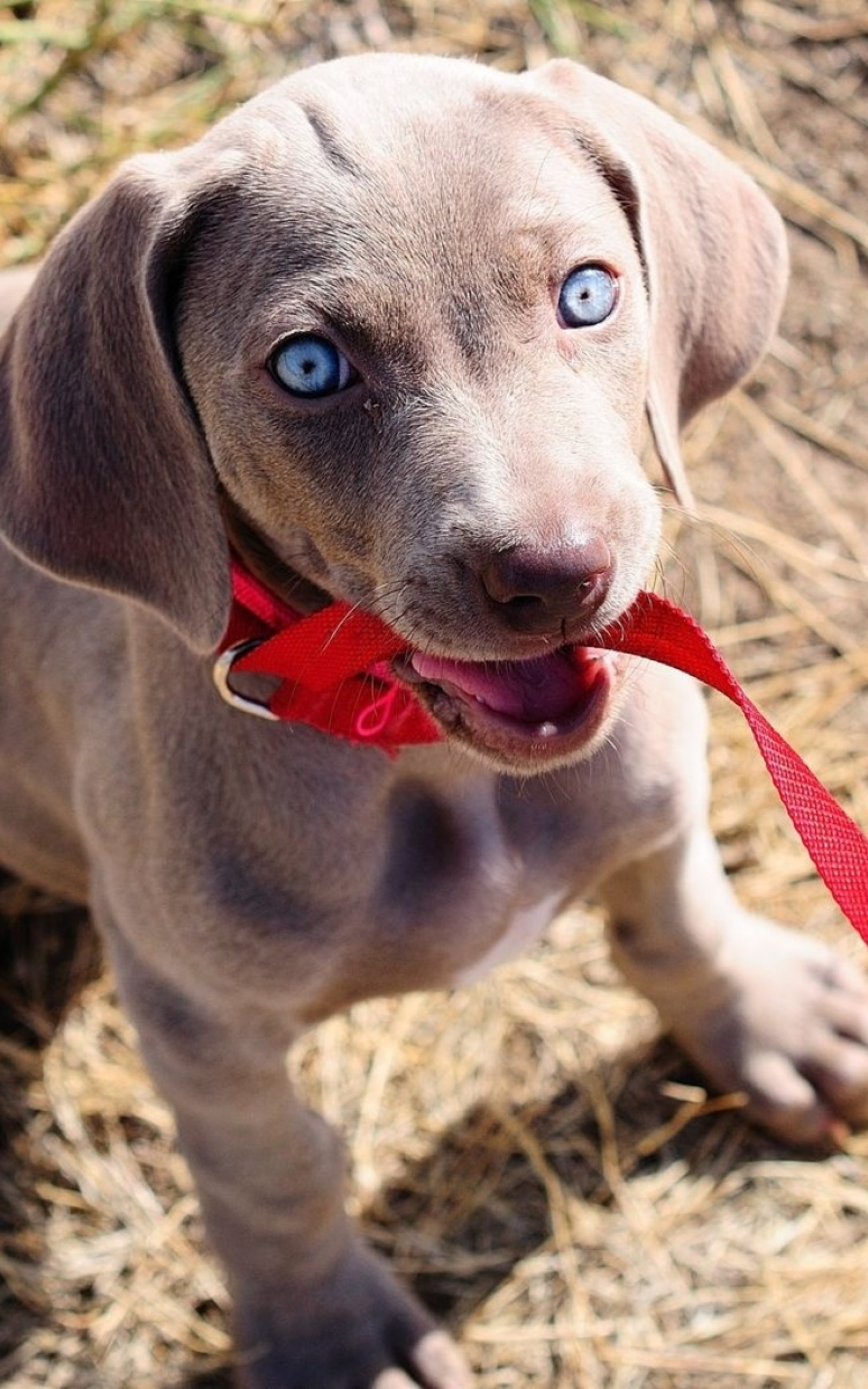 Download 1600x2560 Cute Puppy, Blue Eyes, Dogs Wallpaper for Google Nexus 10