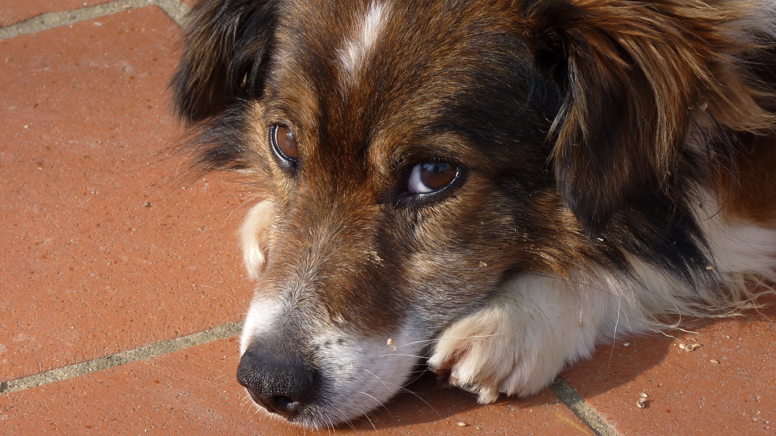 Wallpaper, eyes, sadness, puppy, vertebrate, close up, dog like mammal, collie, dog breed, muzzle, street dog 2560x1440