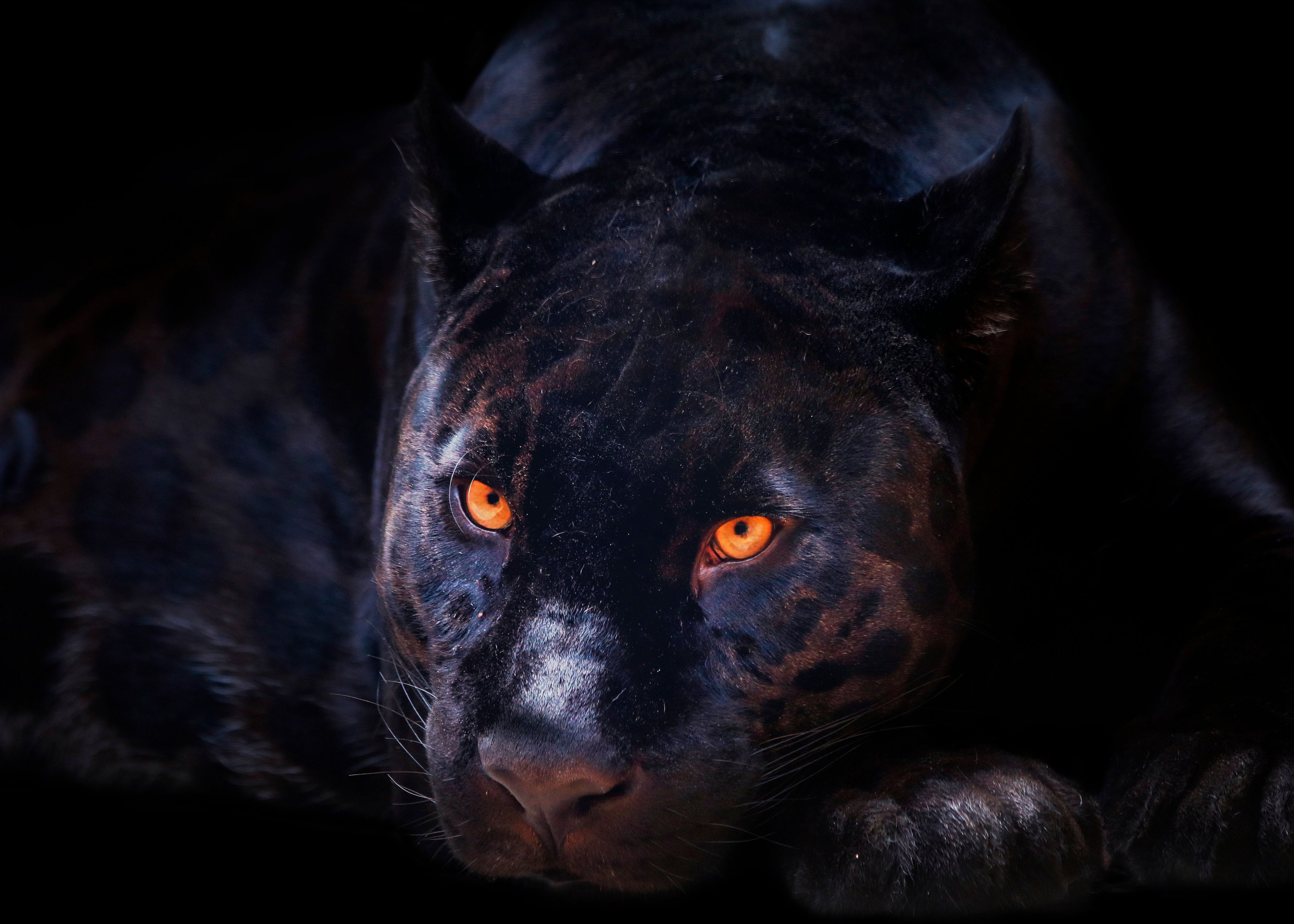 X \ HD Wallpaper على X: Image By: enriquelopezgarre #DownloadTheApp #panther #wildanimal #wildlife #wild #animal #eyes #yellow #orange #photooftheday #beautiful #amazing #awesome #HDWallpaper # wallpaper #Download