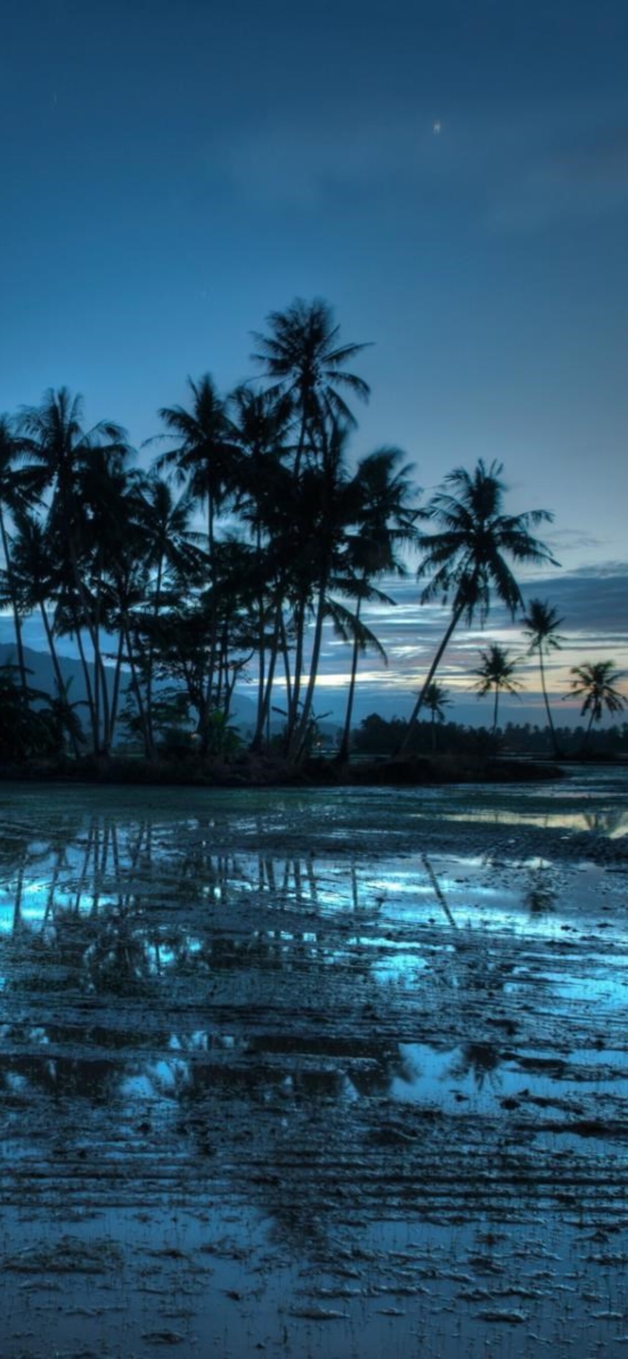 Malaysia Palms Sunset iPhone XS MAX HD 4k Wallpaper, Image, Background, Photo and Picture