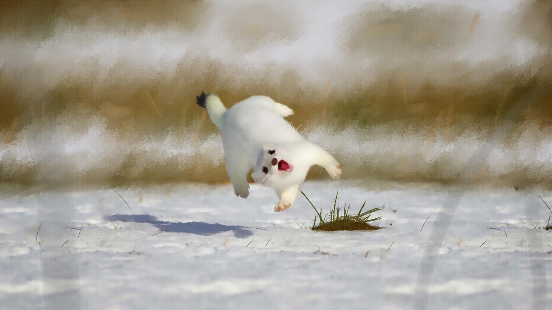 stoat jumping