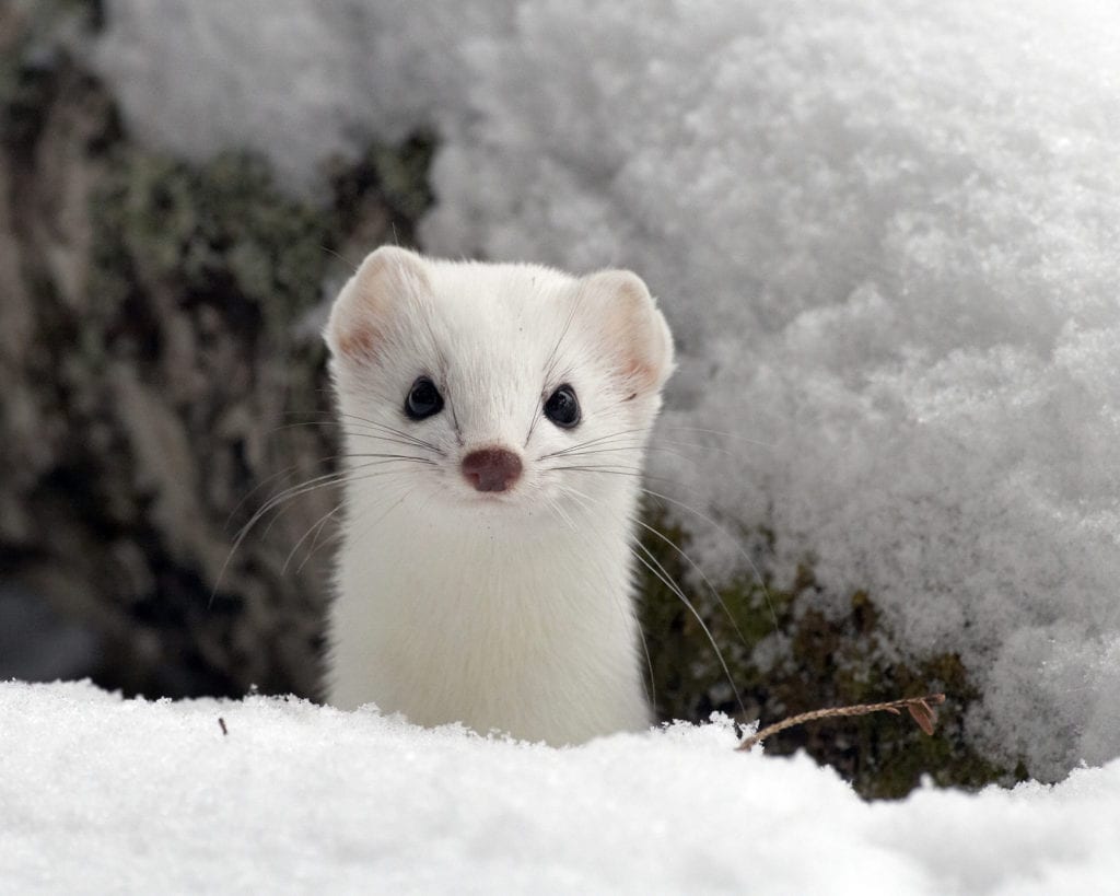 Creature Feature: Ermine Resources Council of Maine