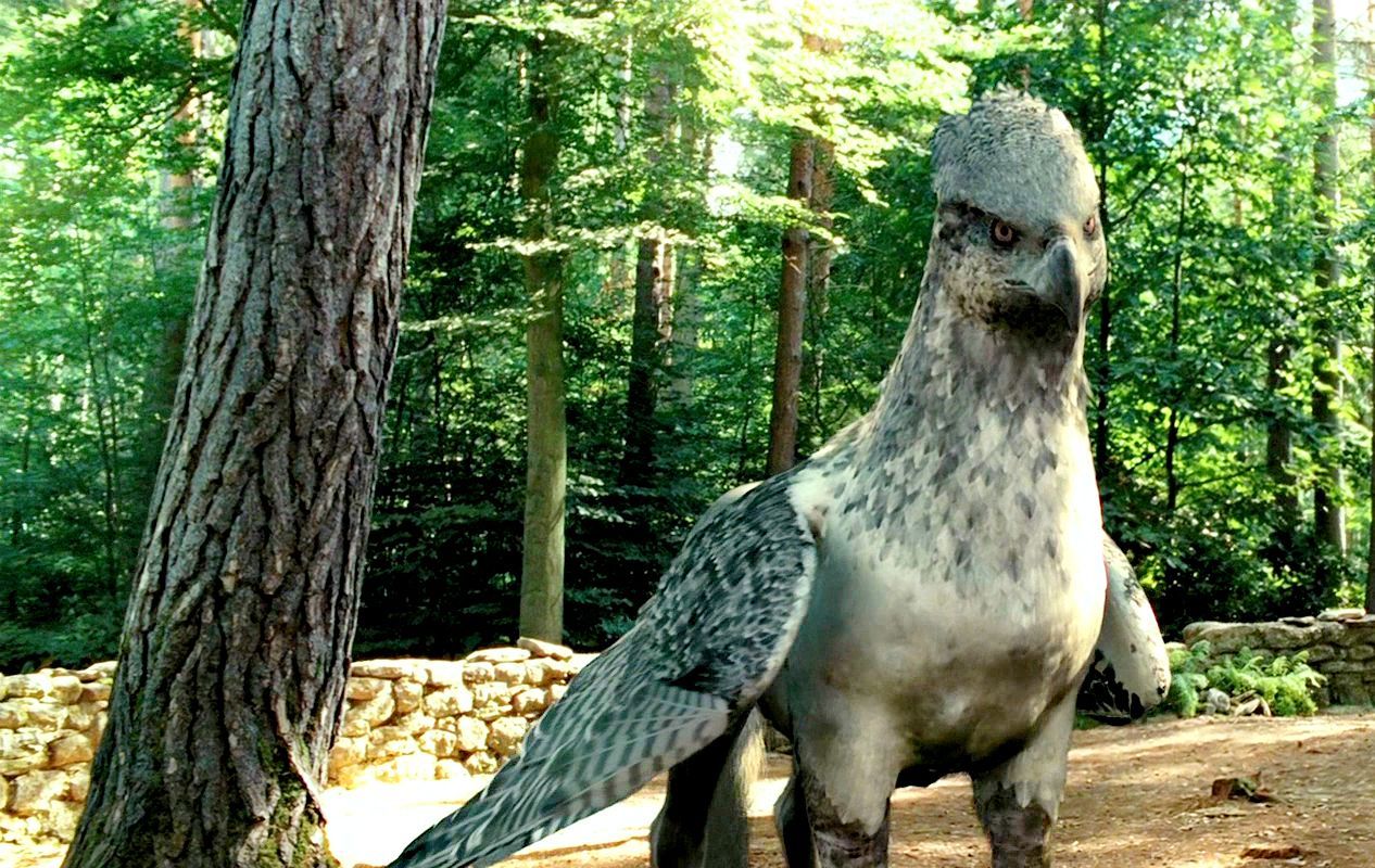 Hippogriff Wallpaper