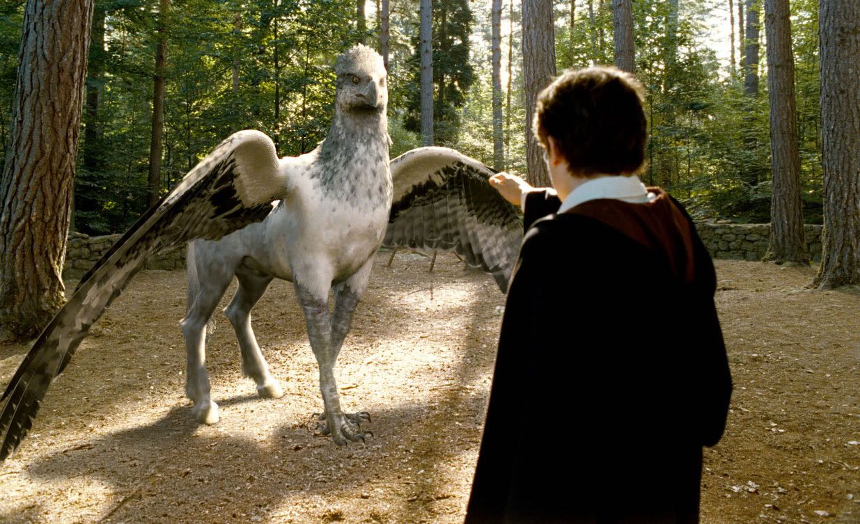 Free download Buckbeak Harry Potter The Boy Who Lived in 2019 Hippogriff [1235x753] for your Desktop, Mobile & Tablet. Explore Buckbeak Wallpaper. Buckbeak Wallpaper
