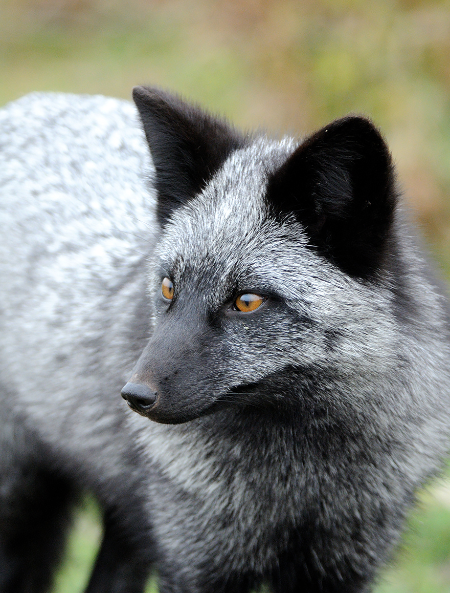 The Rare Beauty Of Black Foxes (45 Pics)