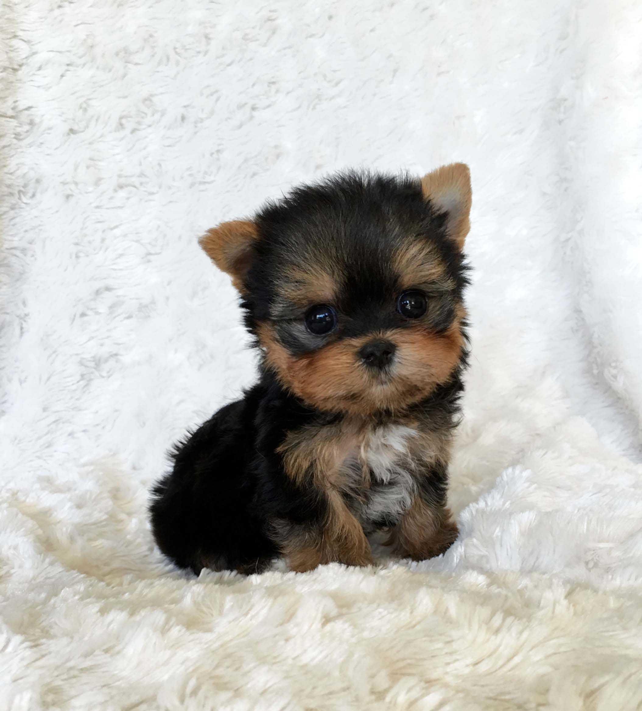 Yorkie Puppies Wallpaper