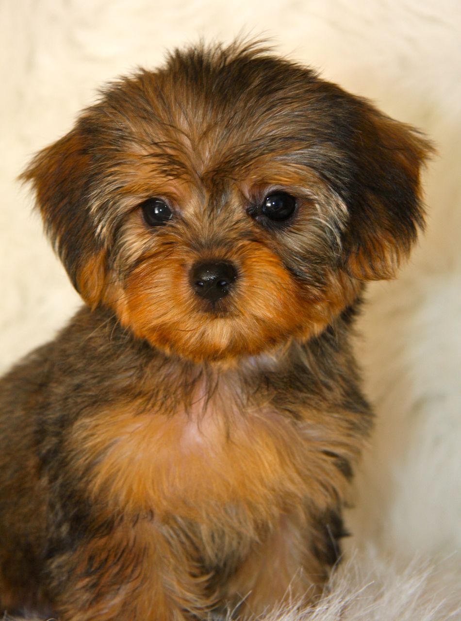 White Yorkie Poo Puppies. Yorkie Poo. Yorkie poo puppies, Yorkie poo, Dog breeds