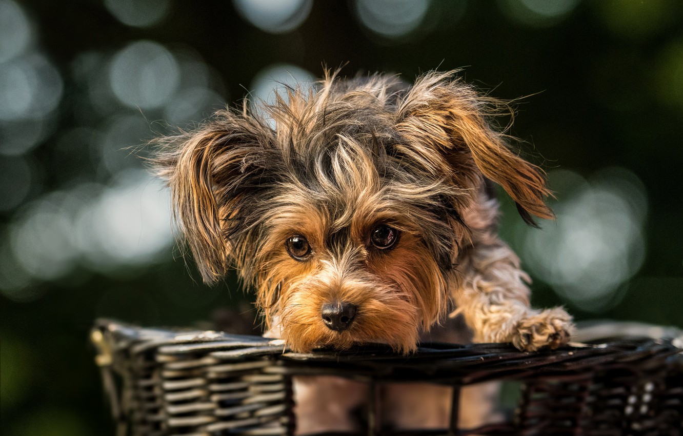 Wallpaper glare, background, basket, face, basket, doggie, Yorkshire Terrier, York, dog image for desktop, section собаки