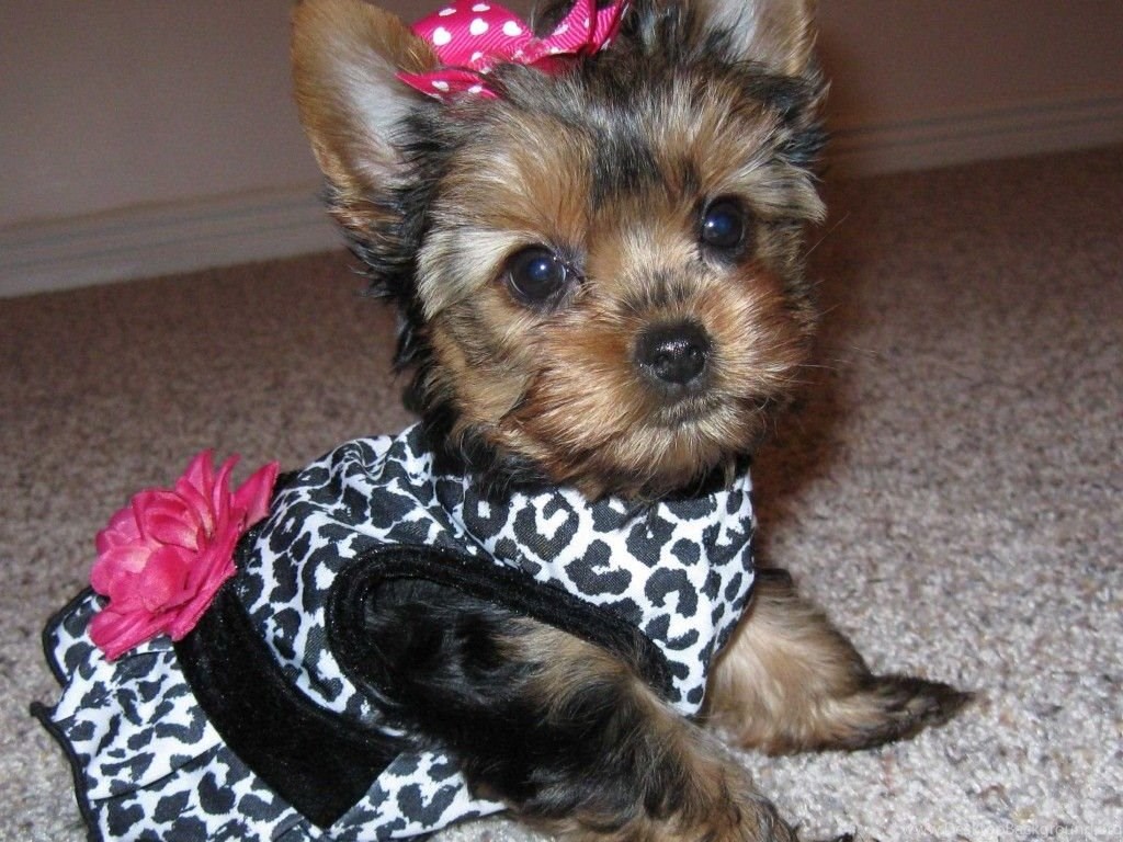 Teacup Yorkie Poo Desktop Background