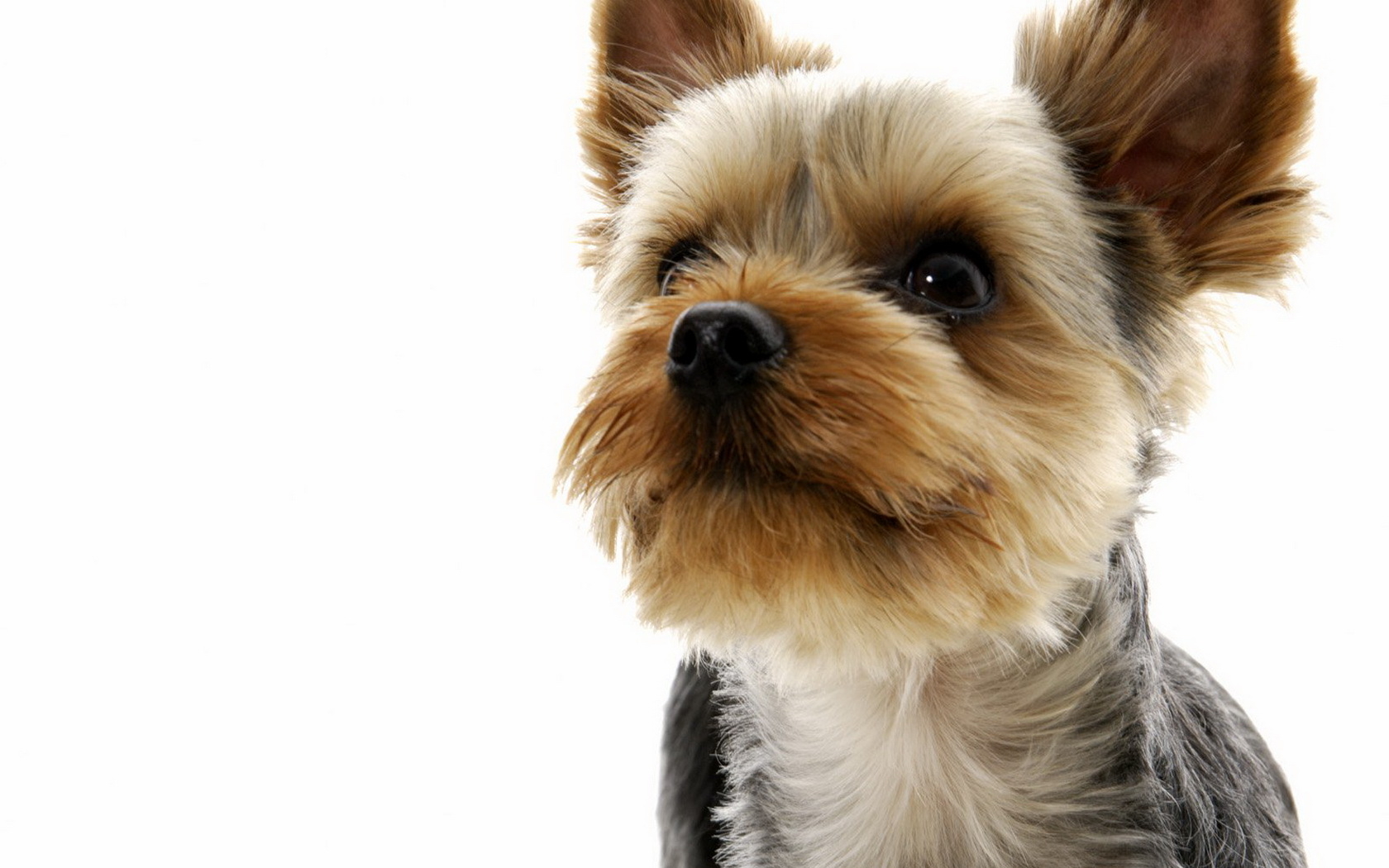 HD Yorkshire Terrier Dog Wallpaper