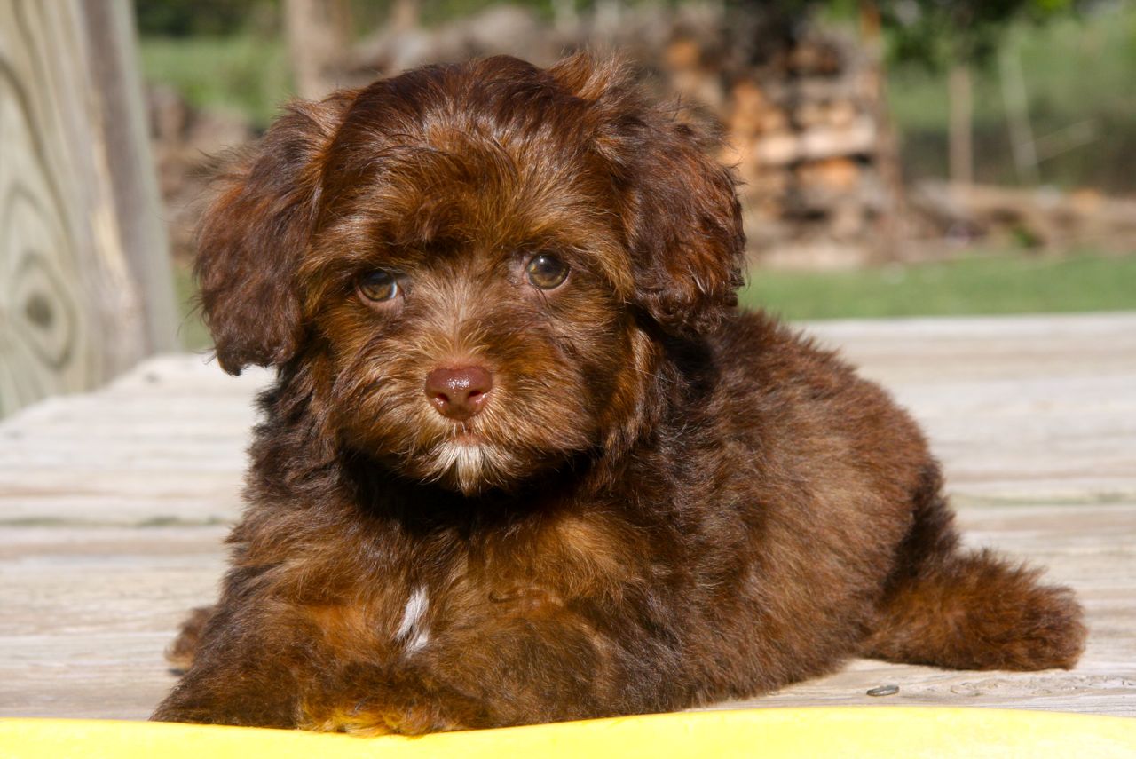 Yorkiepoo (Yorkshire Terrier Poodle Mix) Info, Temperament, Training, Diet, Puppies, Picture