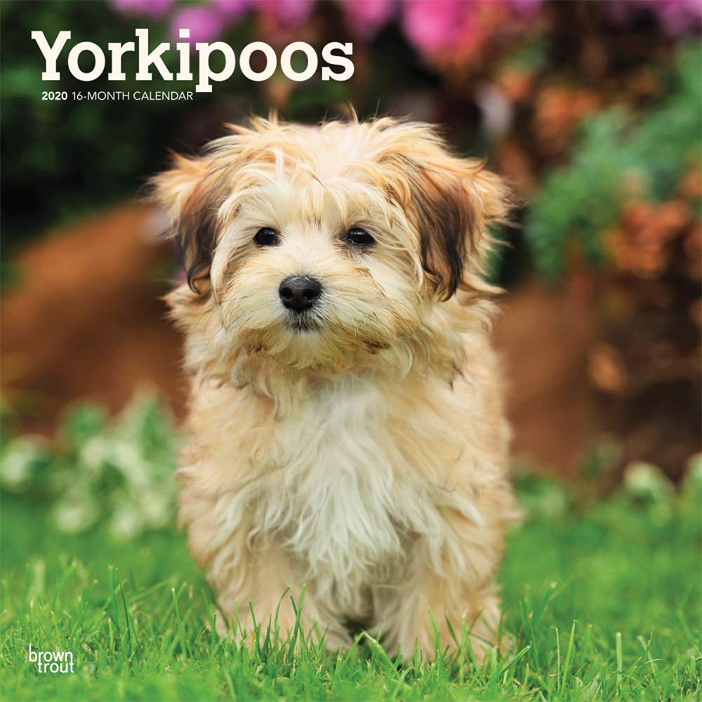 Yorkipoos 2020 12 x 12 Inch Monthly Square Wall Calendar, Animals Small Dog Breeds Yorkipoo: BrownTrout Publishers Inc., BrownTrout Publishers Editing Team, BrownTrout Publishers Design Team, BrownTrout Publishers Design Team: 9781975414924: Amazon.com