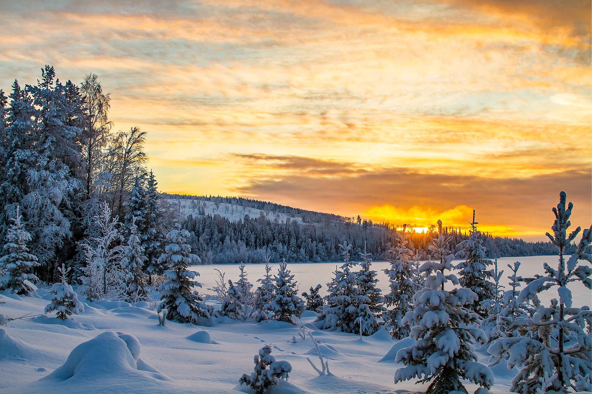 Winter forest on Christmas wallpaper. Snow. Spruce forest