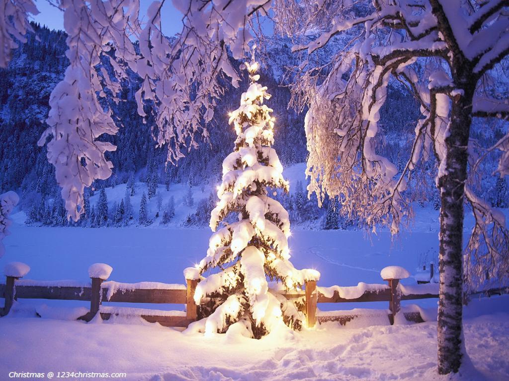 White Christmas Tree Wallpapers Download