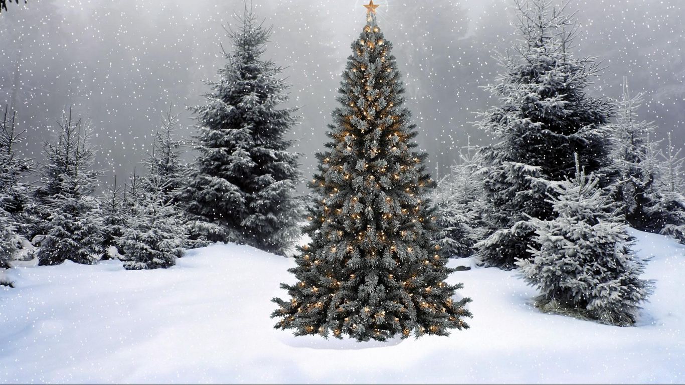 Download wallpaper 1366x768 trees, garland, star, snow, winter, forest, new year, christmas tablet, laptop HD background