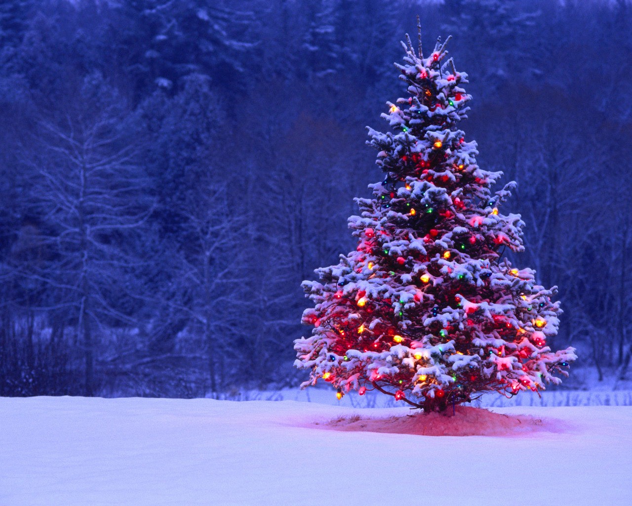 Winter Christmas Wallpaper Phone Christmas Tree Lights Forest