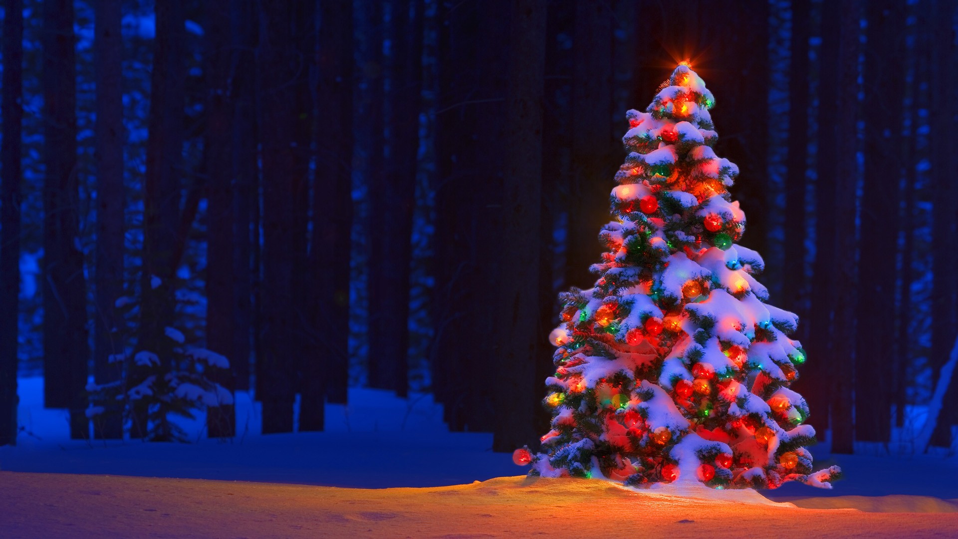 christmas tree lights bokeh forest trees snow winter color 1920x1080