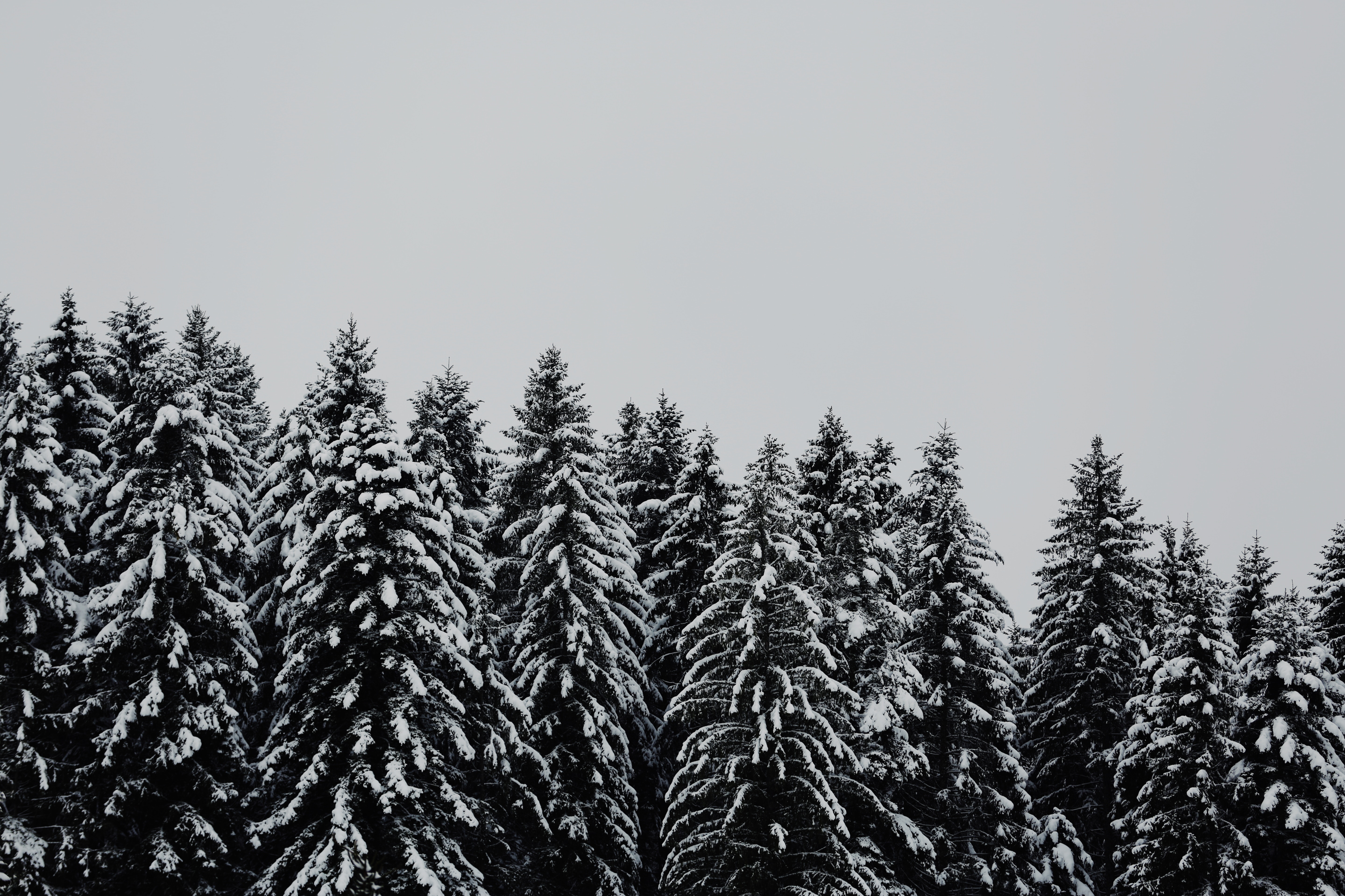5760x3840 christmas, black and white, ice, monochrome, white, snow, PNG image, background, nature, winter, forest, frost, tree, pinetree, woodland, wallpaper, cold, plant, freeze