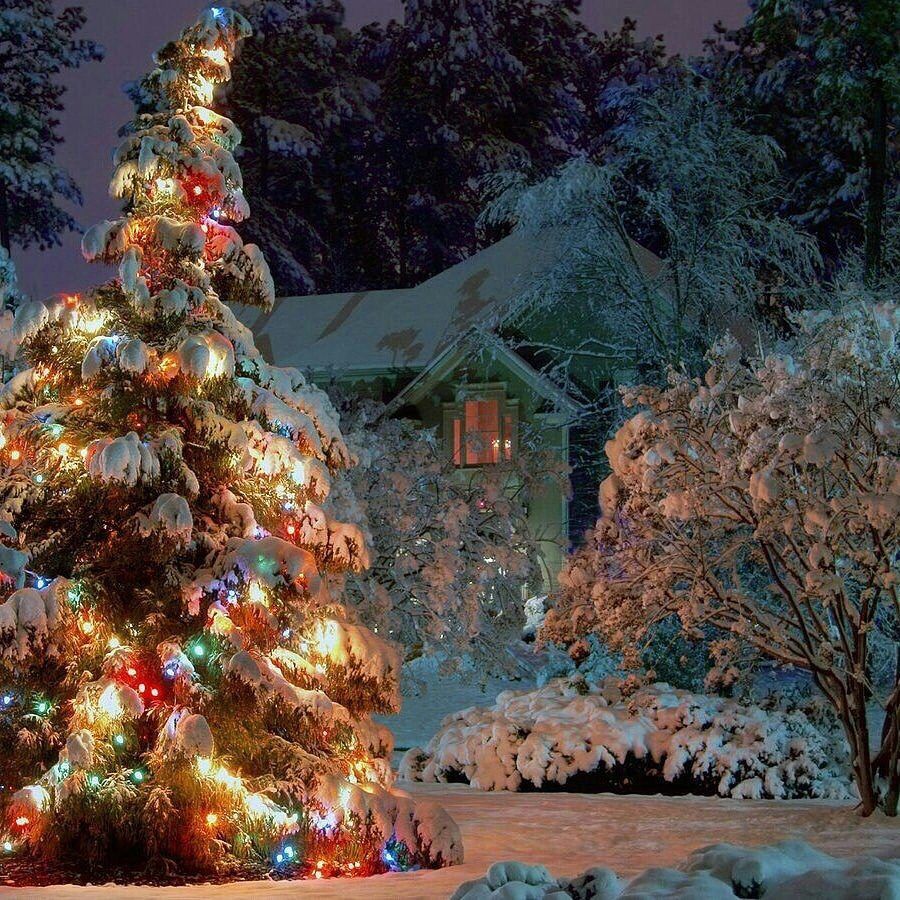 Happy new year. Christmas tree wallpaper, Outdoor christmas tree, Outdoor christmas