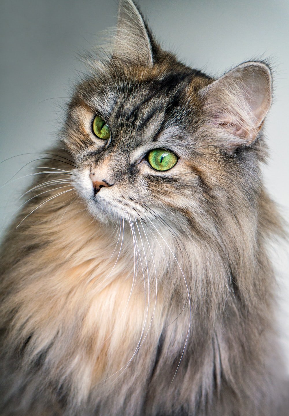 Siberian Cat Wallpapers - Wallpaper Cave