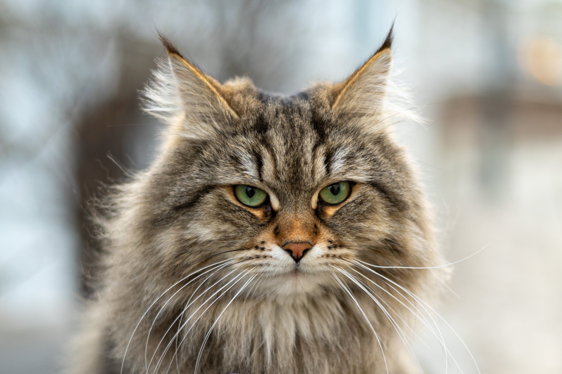 Siberian Cat HD Wallpaper and Background Image