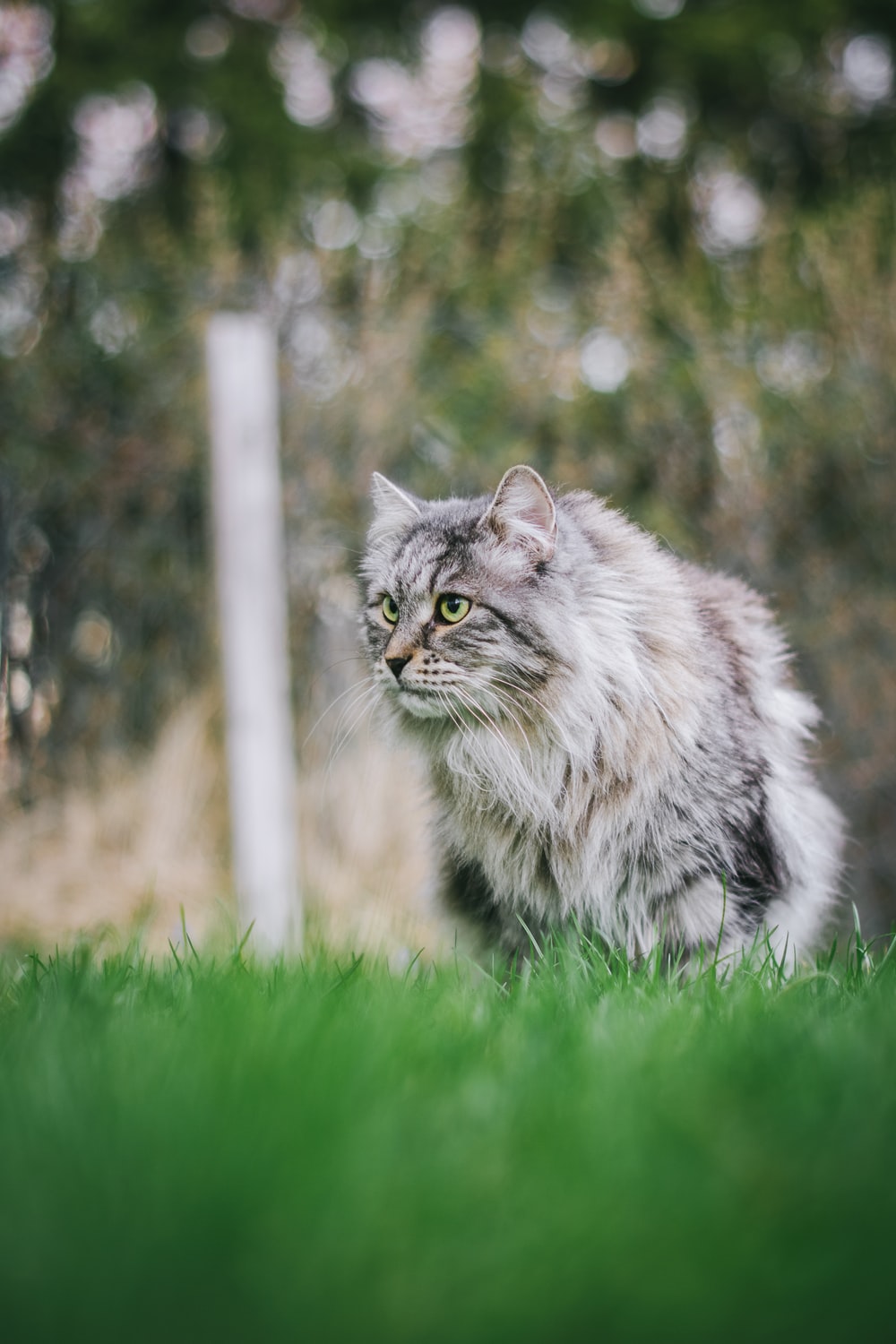 Siberian Cat Picture. Download Free Image