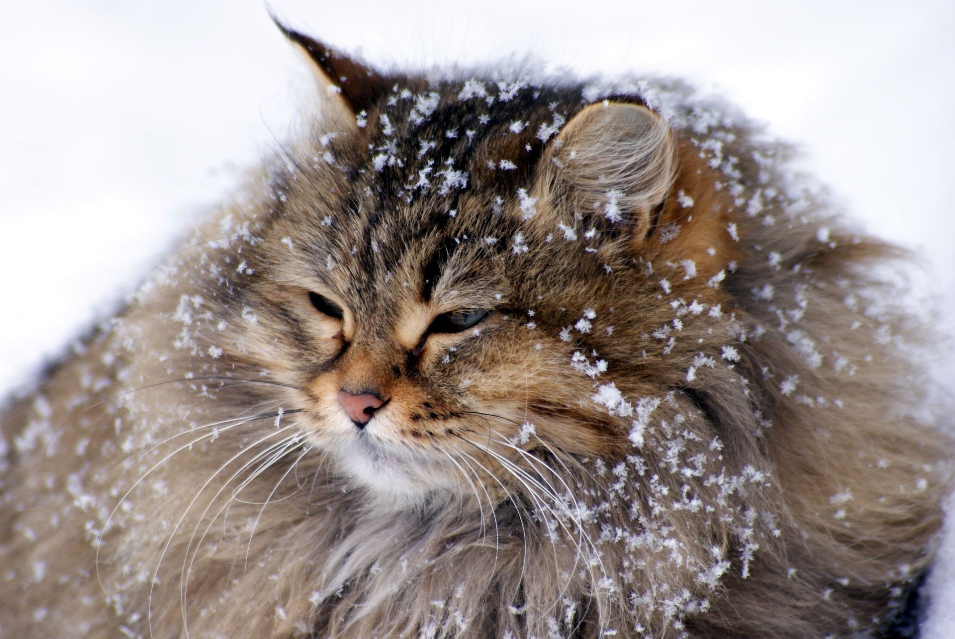 winter snow. Siberian cat, Gorgeous cats, Cats
