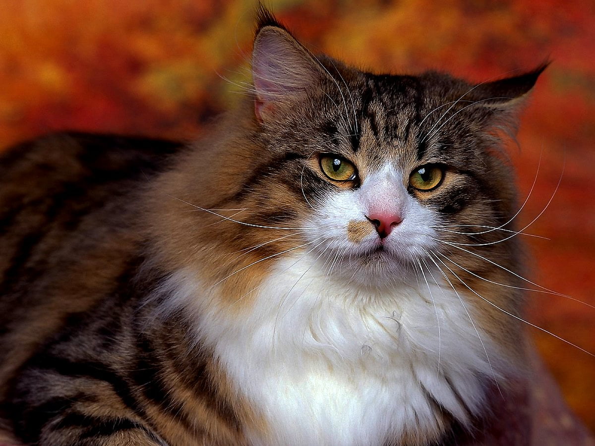 Cats, Animals, Siberian Cat wallpaper widescreen. Best Free wallpaper