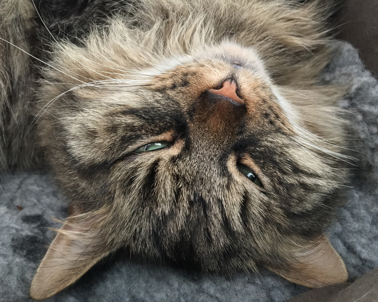 Desktop Wallpaper Siberian Cat Muzzle, Furry, Sleeping, HD Image, Picture, Background, Rwqi1c