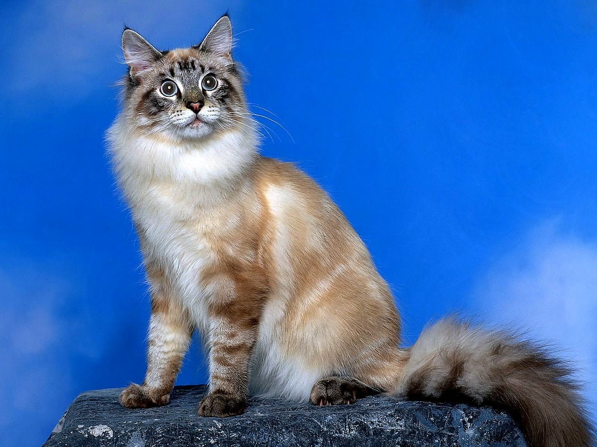 Siberian cat wallpaper HD. Download Free background