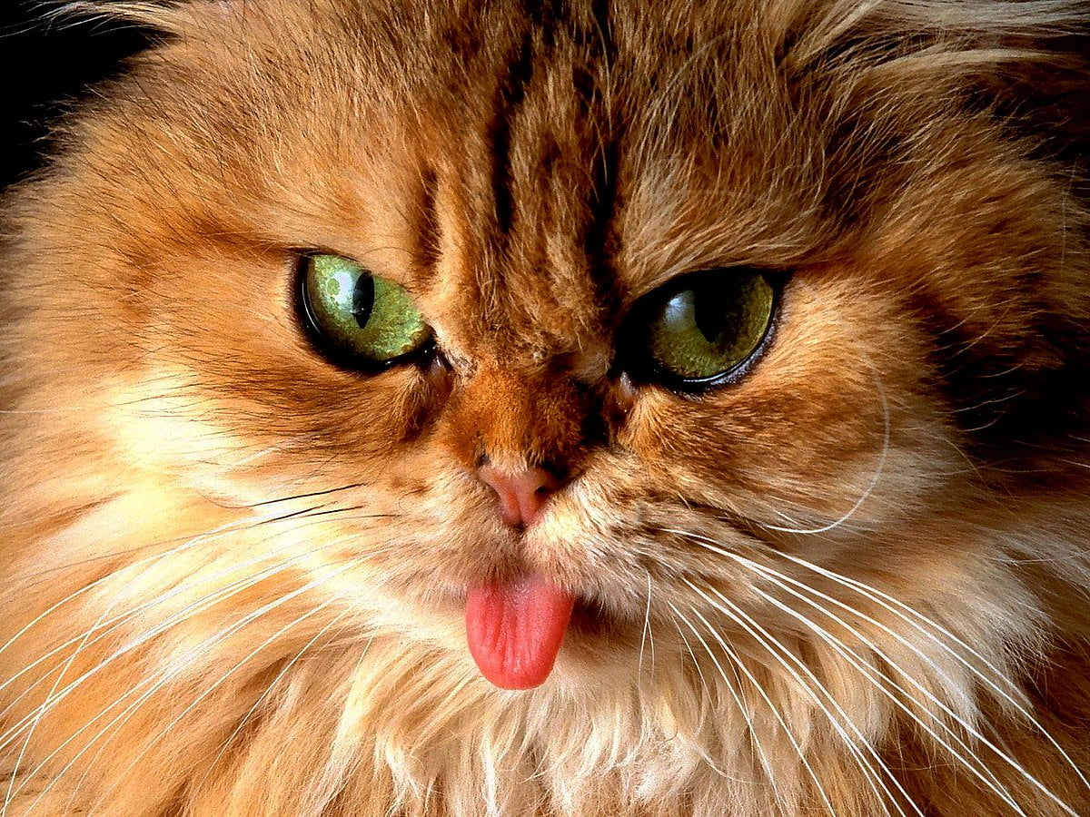 Cats, Animals, Domestic Cat wallpaper. Download Best Free picture