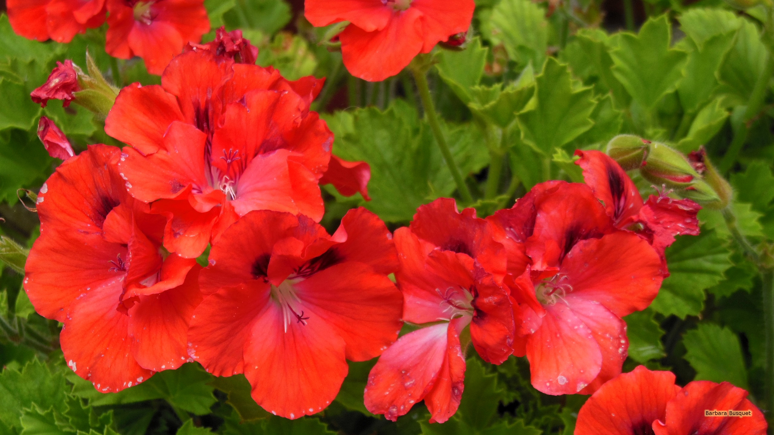 Red geranium in summer's HD Wallpaper