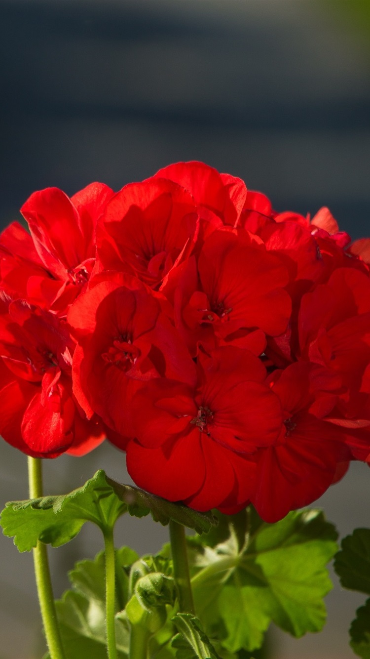 Red Flowers, Geranium, Green Leaves 750x1334 IPhone 8 7 6 6S Wallpaper, Background, Picture, Image