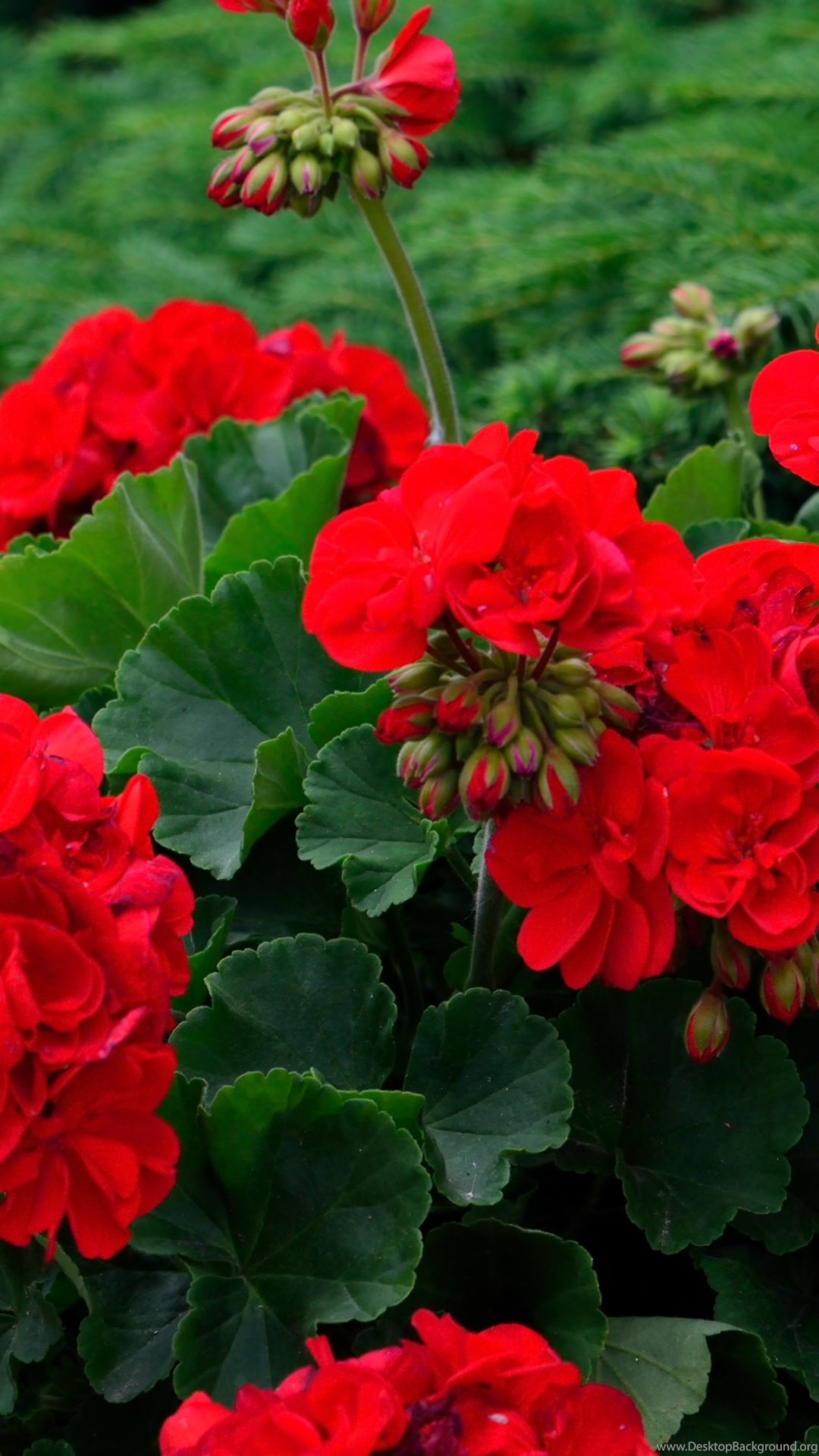 Red Geranium Flower Wallpaper. Desktop Background