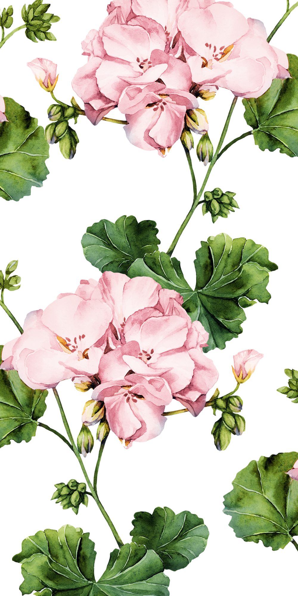 How about a new #floral #wallpaper for your #iPhone? #Casetify #Flowers # Geranium #Art #Design. Floral wallpaper iphone, Flower painting, Flower phone wallpaper