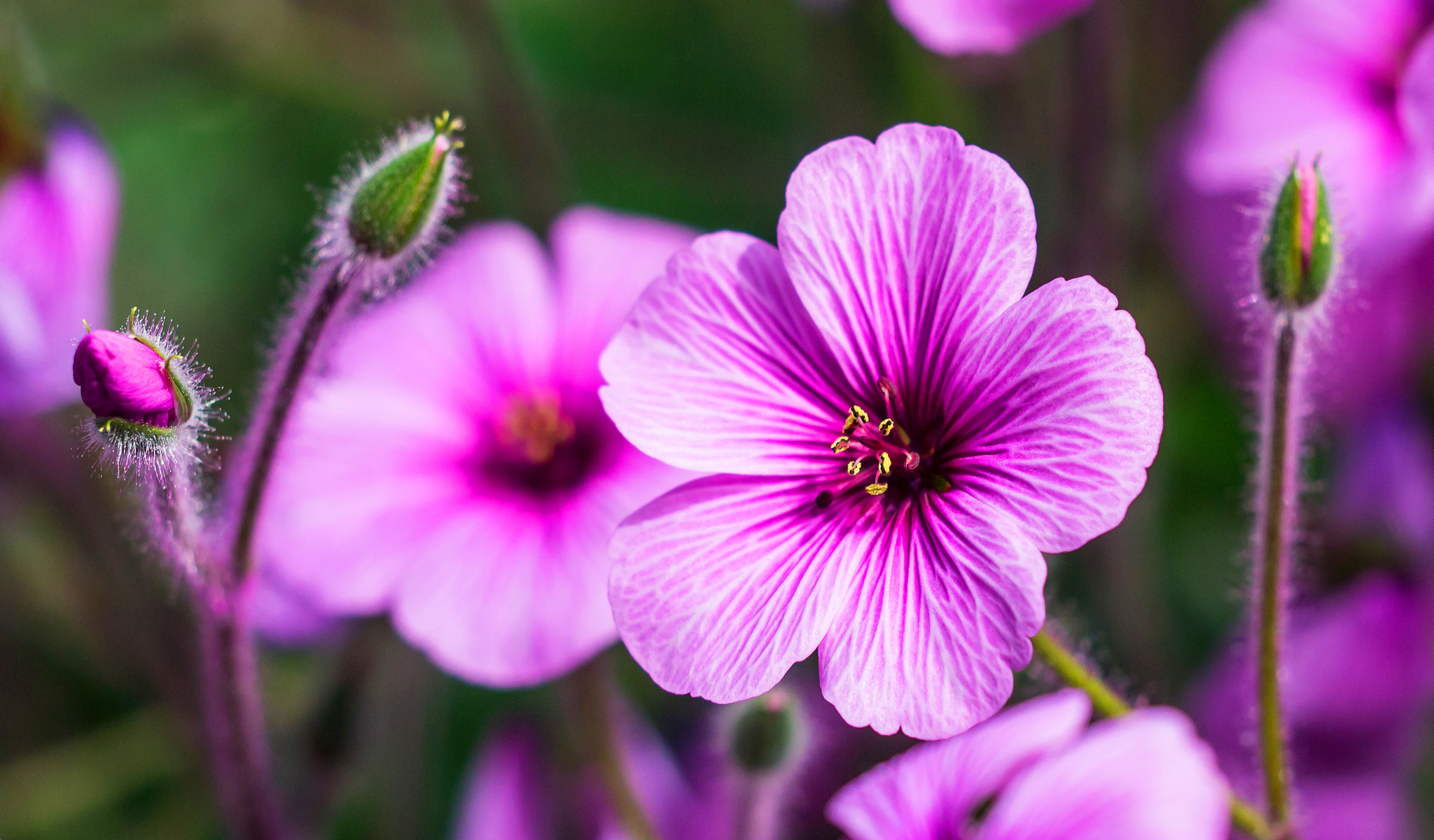 Geranium Wallpapers - Wallpaper Cave